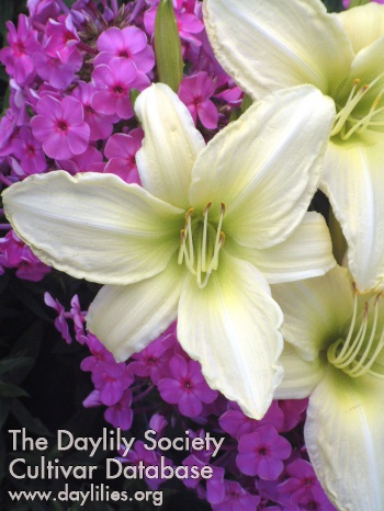 Daylily Lime Frost